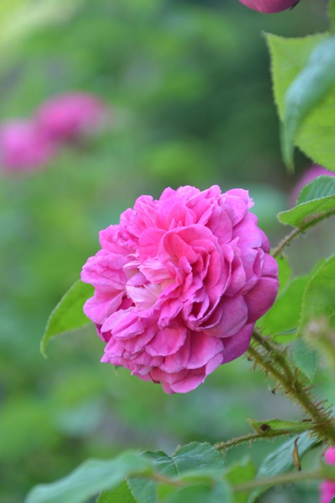 Rosa Centifolia Muscosa della Valle Scrivia
Utilizzata per la preparazione del mio Sciroppo di Rose Biologico e Presdio Slow Food